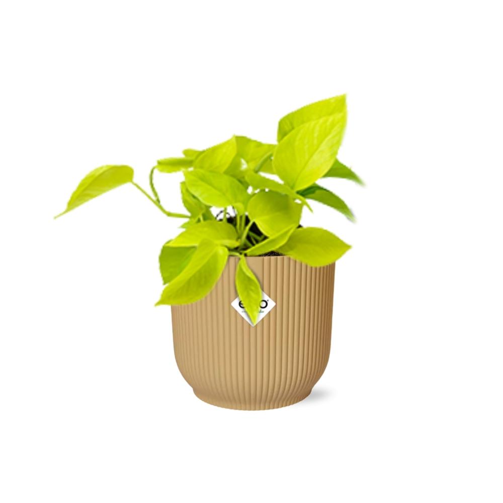 Epipremnum Pinnatum 'Golden Pothos' en pot ELHO Vibes Fold 14 cm jaune