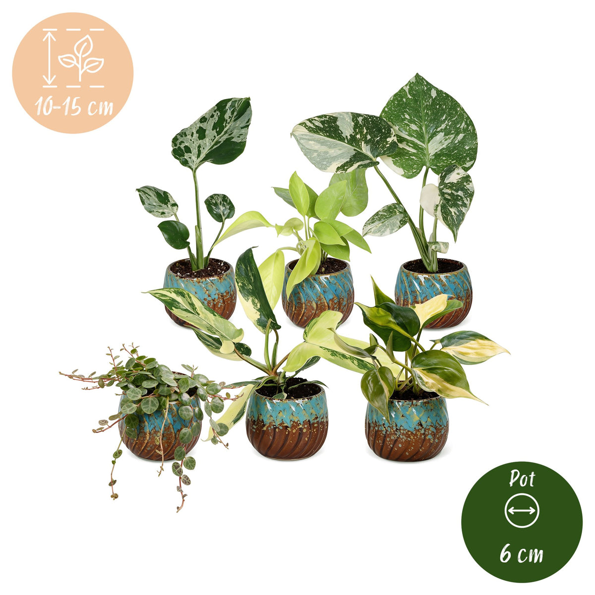 Baby Planten Tropical Mix - Diversen 6x - Tropisch - incl. Copper Reef - Ø6cm - ↕10-15cm