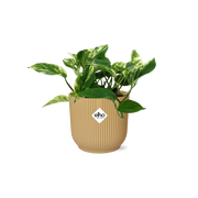 Scindapsus (Epipremnum) Marble Queen in ELHO Vibes Fold 14cm geel