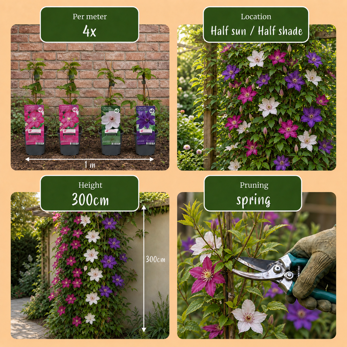 Clematis Tricolour - Driekleurige bosrank - 12x Paars - Roze - Wit - Klimplant - Ø9cm - ↕35cm