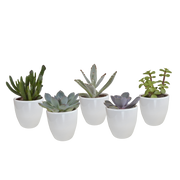 Vetplanten mix 5.5 cm - 5x - in witte pot