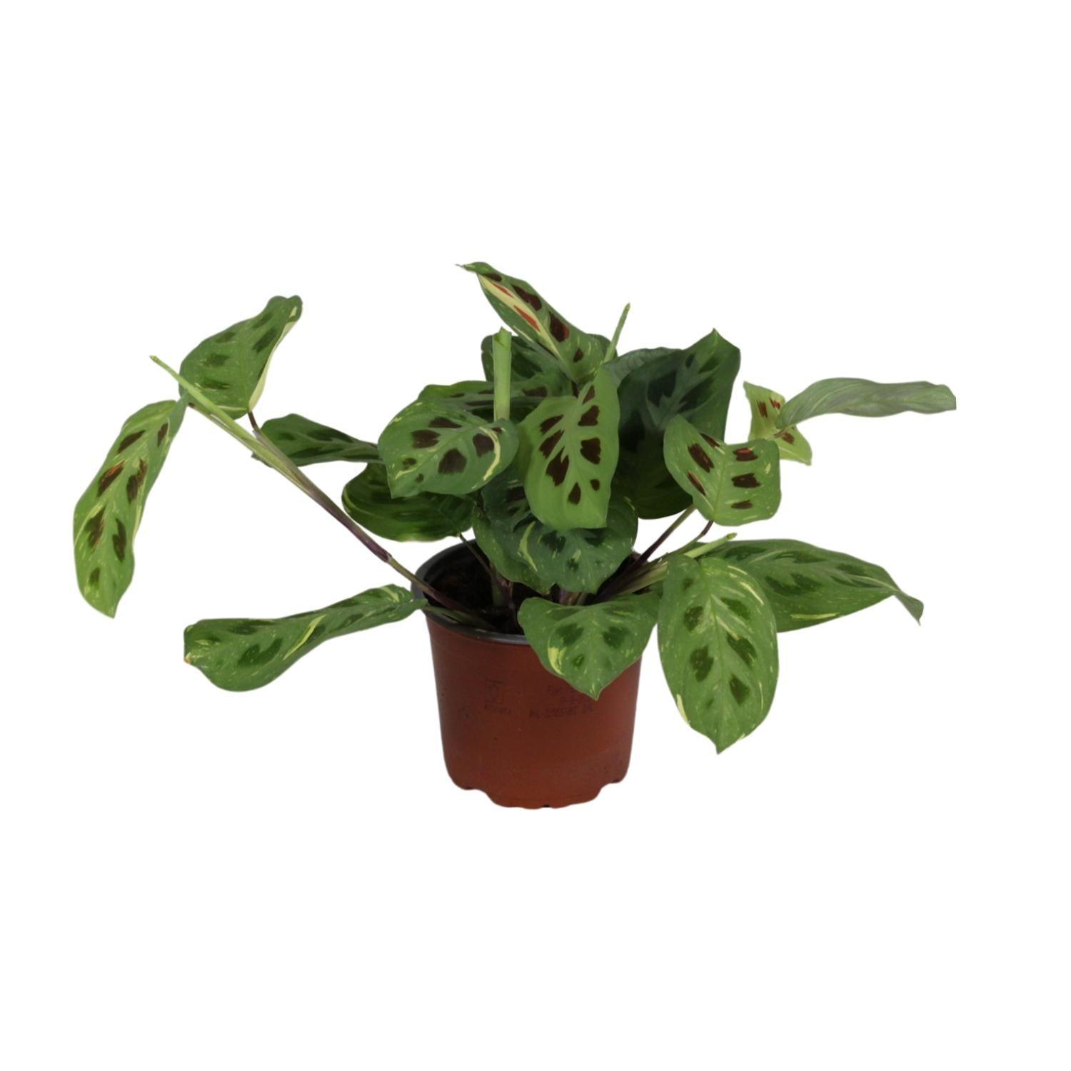 Fascinateur Maranta Leuconeura Variegata - Ø12cm - ↕30cm