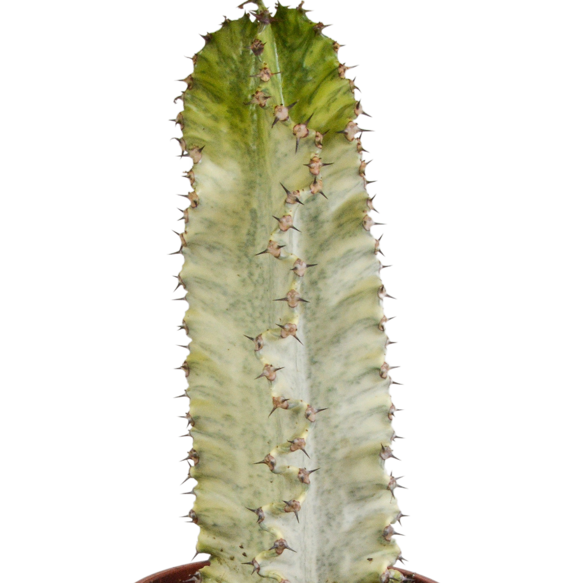 Euphorbia marmorata 17 cm