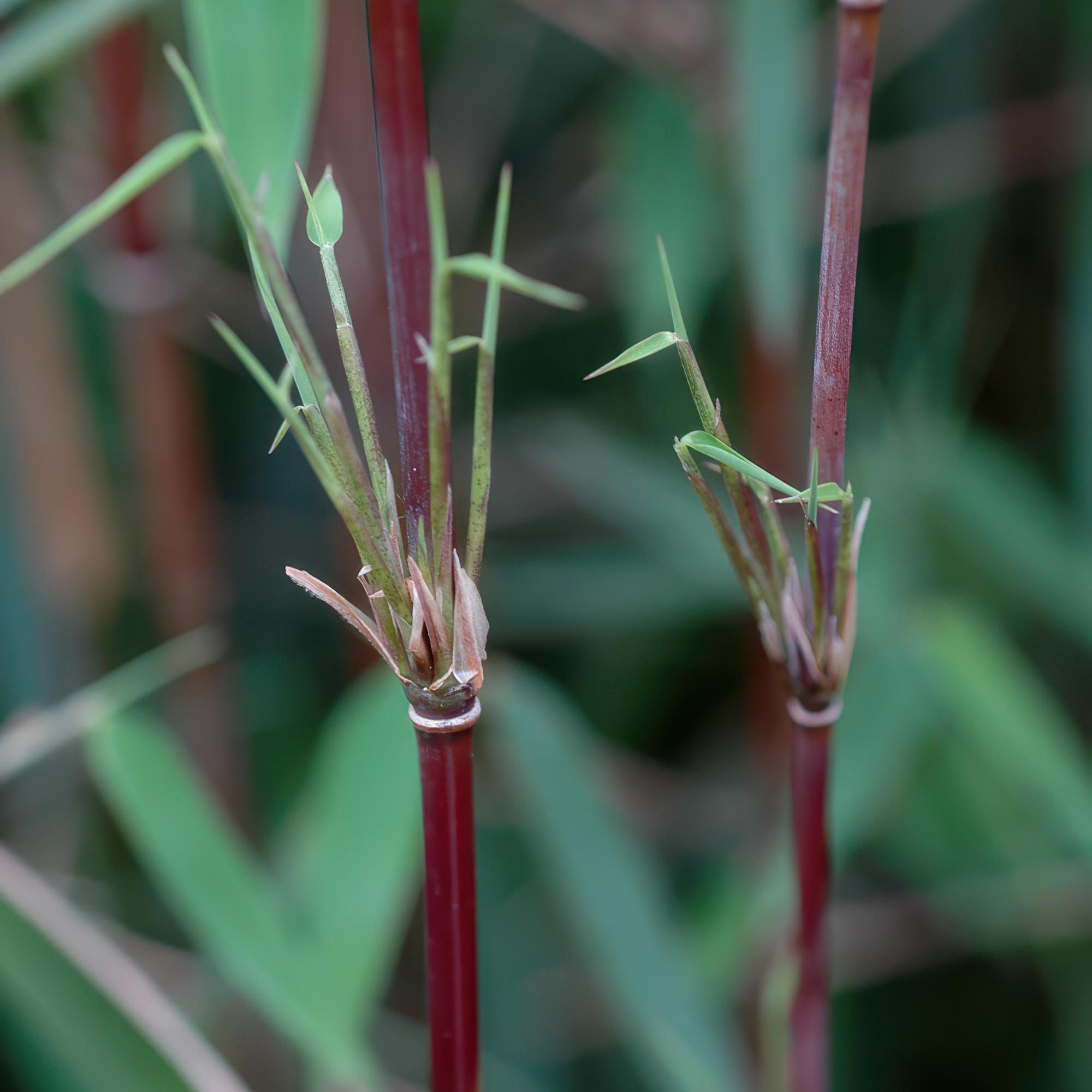 Bamboe - Fargesia Red Dragon - Bladhoudend - Niet Woekerend - Groen - 12 Planten - Pot 14cm - Hoogte 35cm