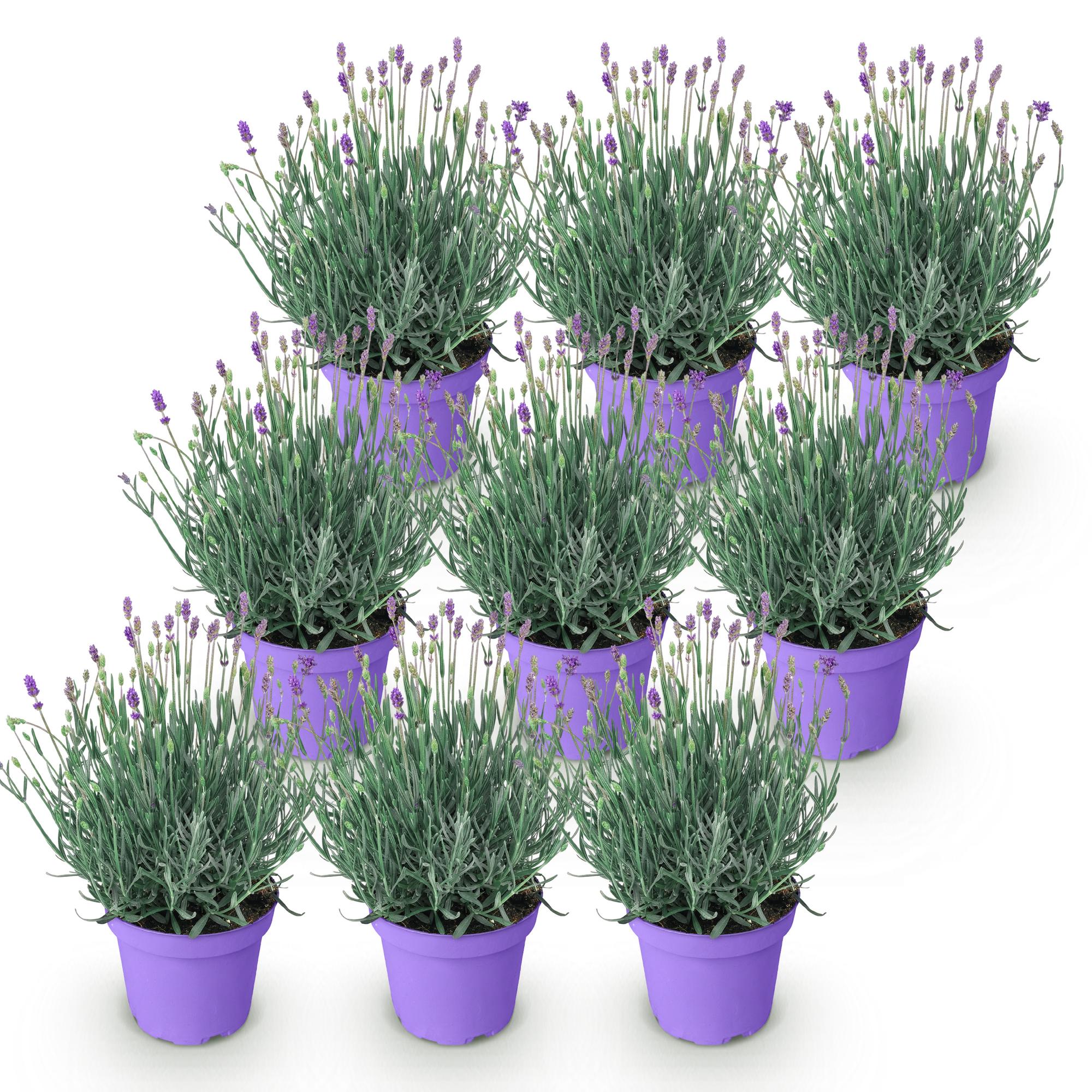 Lavandula angustifolia Munstead - Lavendel - Winterhard - Paars - 9 Planten - Pot 12cm - Hoogte 20-25cm
