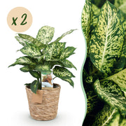 Diefenbachia Compacta - Weinig onderhoud - met mand - Groen - 2 Planten - Pot 17cm - Hoogte 45-50cm