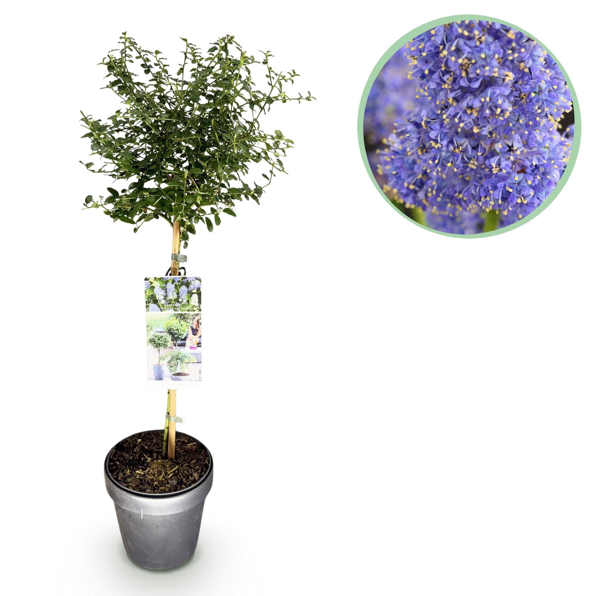 Ceanothus thyrsiflorus Repens - Terras Plant - Bladhoudend - Winterhard - Paarse Bloem - Pot 19cm Hoogte 90cm