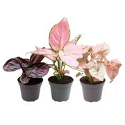 Il rosa è il nuovo verde P6.5