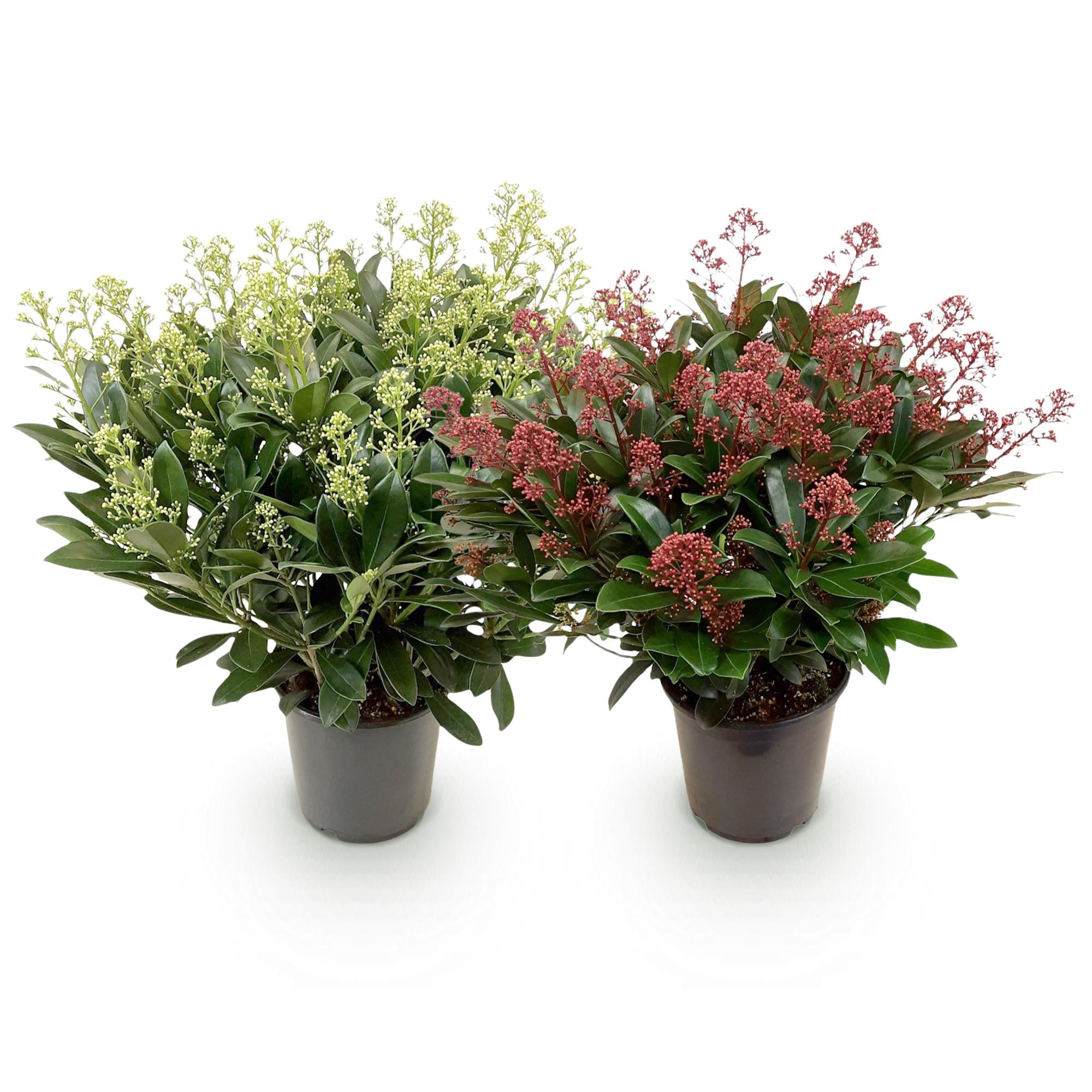 Skimmia japonica Duo - Bloem Wit & Rood - 40+ Bloemen - 2 Planten - Winterhard - Pot 19cm Hoogte 60cm