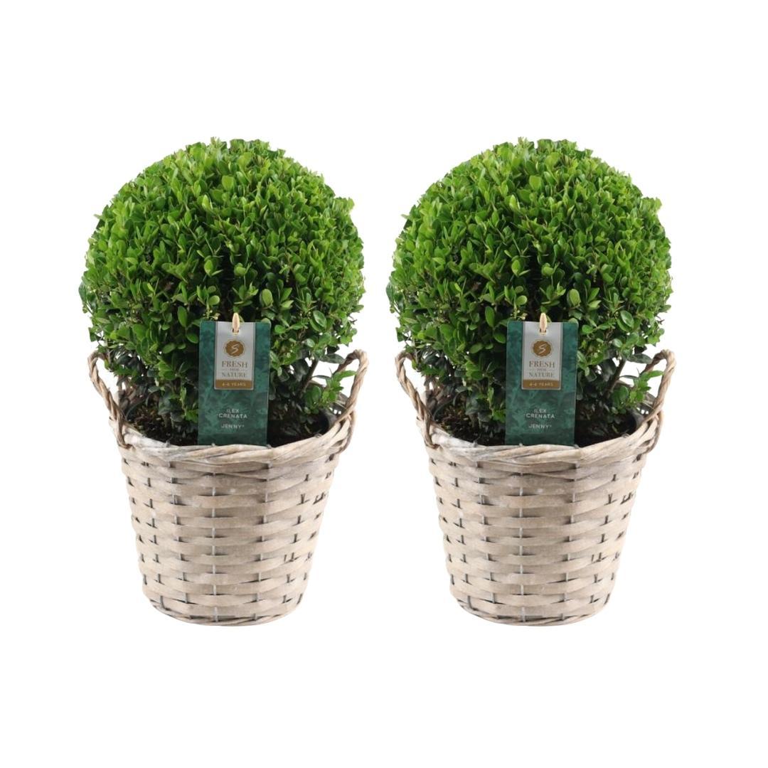 2 bulbos de Ilex crenata 'Jenny' en cesta de mimbre | Juego de 2 | 20 cm de diámetro