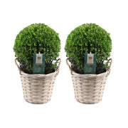 2 bulbos de Ilex crenata 'Jenny' en cesta de mimbre | Juego de 2 | 20 cm de diámetro