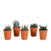 Gasteria/Haworthia mix 5,5cm - 5x - in terracotta pot