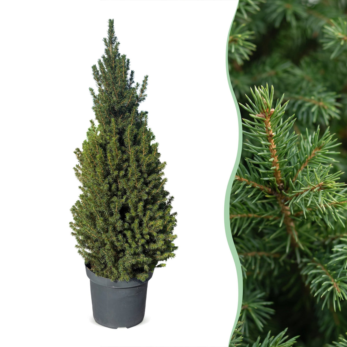 Picea glauca Conica - Kegelspar - Groen - Kerstboom - Ø26cm - ↕110cm