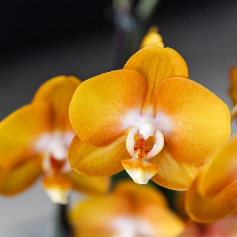 Kolibri Orchids | Juego de orquídeas naranjas en cesta de mimbre con depósito de agua incluido | Tres orquídeas naranjas Las Vegas de 12 cm | Ramo individual naranja con depósito de agua incorporado.