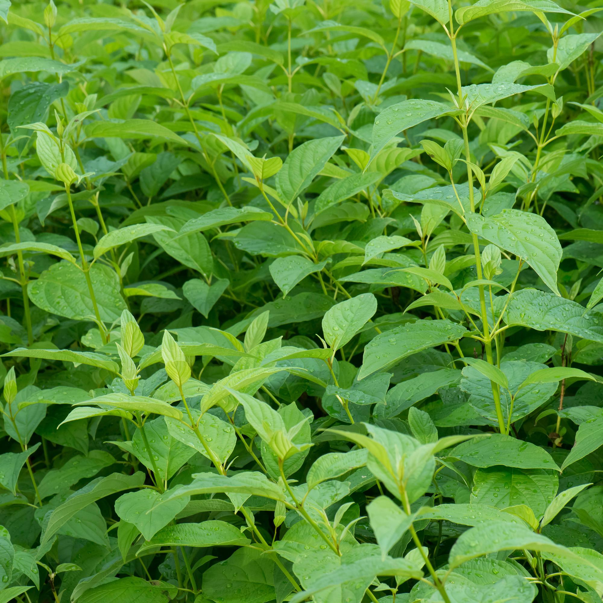 Green boutiQ – Sträucher – Hartriegel (Cornus alba Flaviramea) – Grüne Zweige – 1 Pflanze – Laubabwerfend – Pflegeleicht – Topf: 17 cm, Höhe: 45 cm