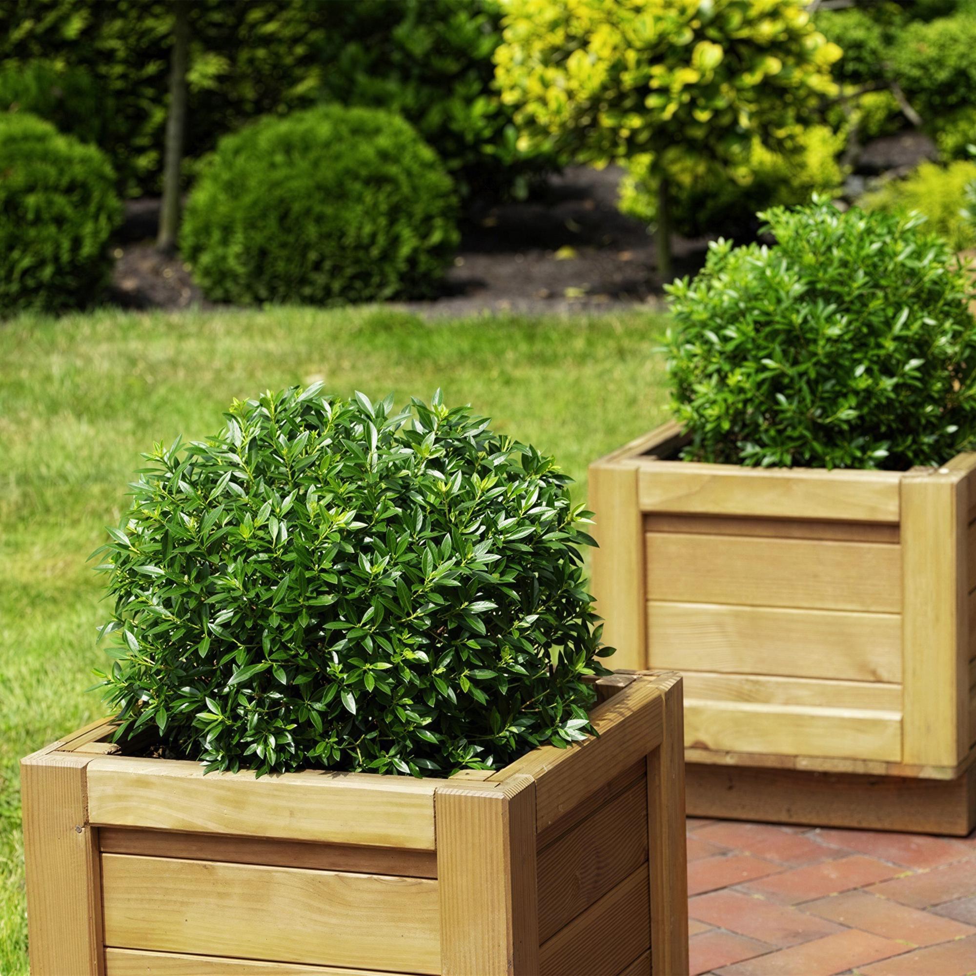 Dwerg Rhododendron - Rhododendron Bloombux Light Pink - Bloeiende Buxus - Weinig Onderhoud - Licht Roze Bloem - 4 Planten - Pot 17cm - Hoogte 30-40cm