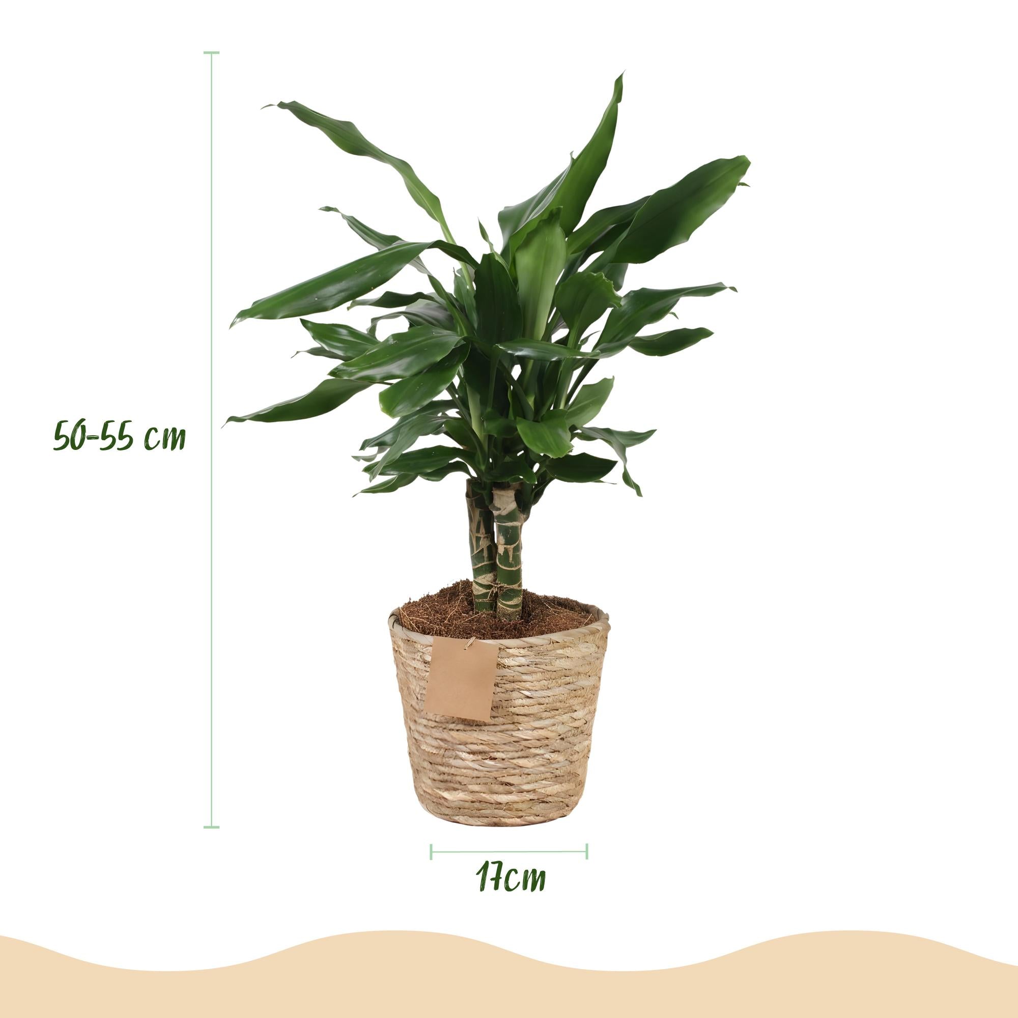Dracaena fragrans Steudneri - Drakenbloedboom - Weinig onderhoud - met mand - Groen - 1 Plant - Pot 17cm - Hoogte 50-55cm