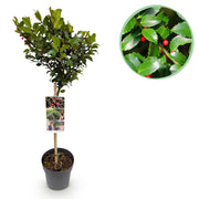 Green boutiQ – Steckling – Ilex meserveae 'Blue Maid' – Terrassenpflanze – Immergrün – Winterhart – Rote Beeren – Topfgröße 19 cm, Höhe 90 cm