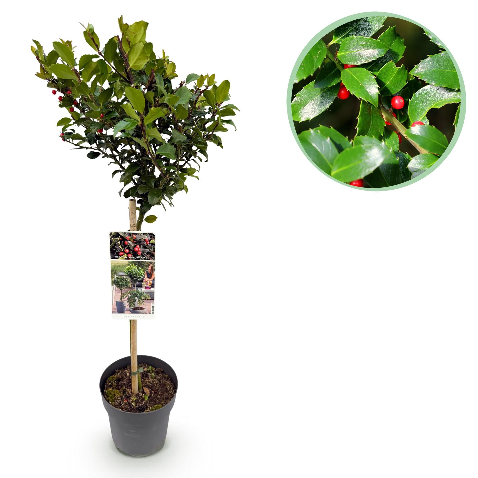 Green boutiQ – Steckling – Ilex meserveae 'Blue Maid' – Terrassenpflanze – Immergrün – Winterhart – Rote Beeren – Topfgröße 19 cm, Höhe 90 cm