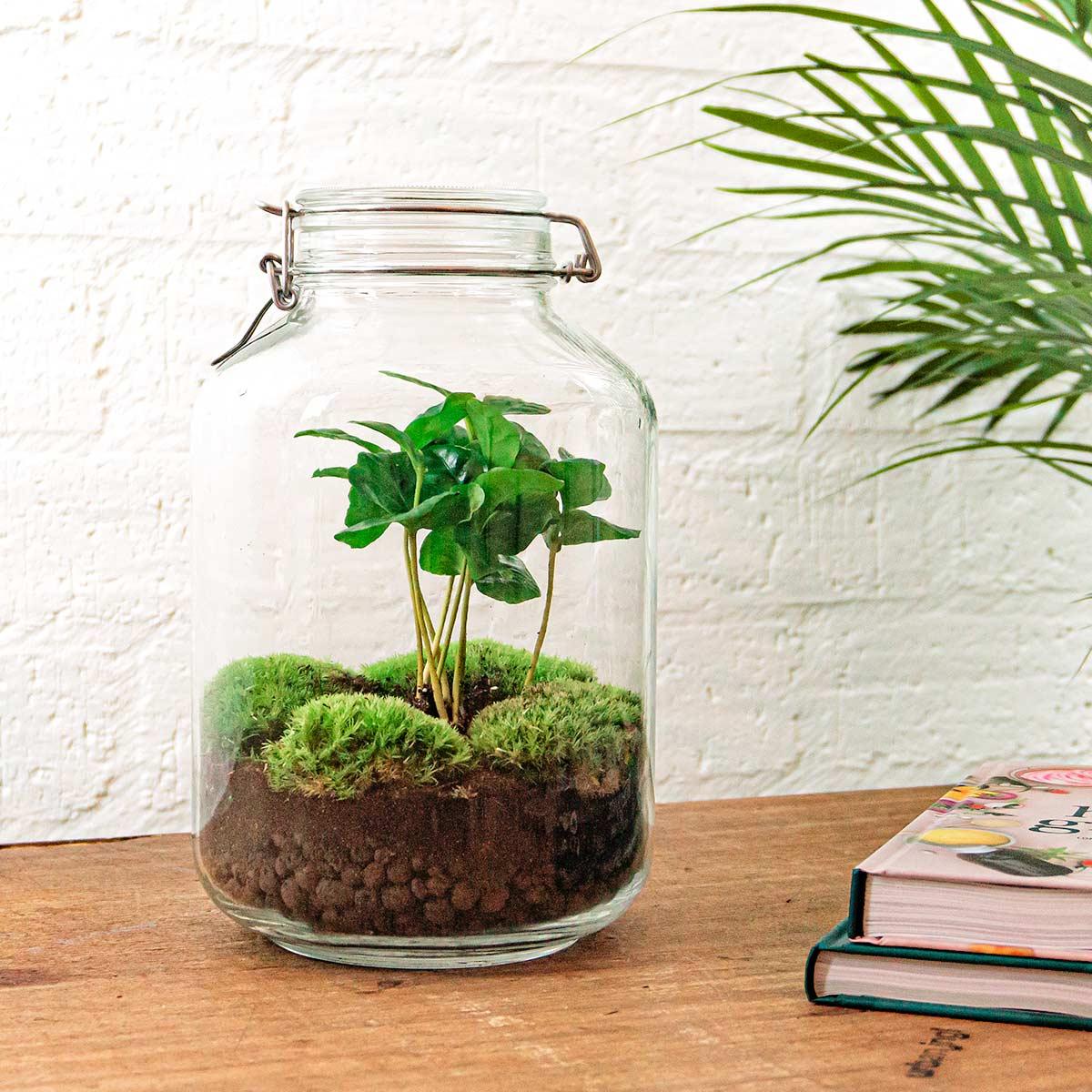 Terrarium DIY - Pot - Coffea Arabica - ↕ 28 cm - Râteau + Pelle + Pince à épiler