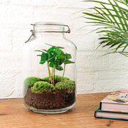 Terrarium DIY - Pot - Coffea Arabica - ↕ 28 cm - Râteau + Pelle + Pince à épiler
