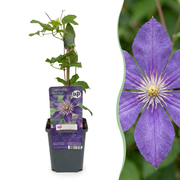 Clematis Multi Blue - Bosrank - Blauw - Klimplant - Ø9cm - ↕35cm