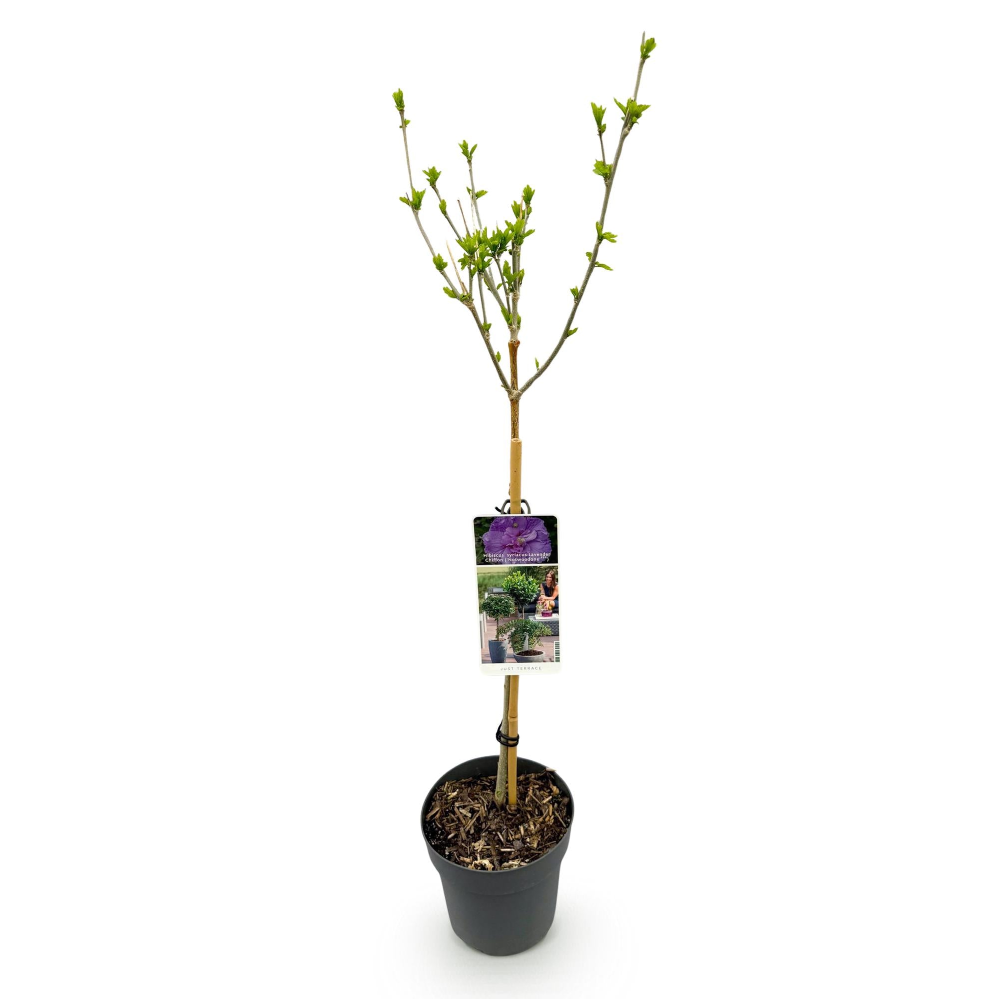 Green boutiQ - Pianta su stelo - Hibiscus syriacus Lavendor Chiffon® - Pianta da patio - Decidua - Resistente all'inverno - Fiore viola - Vaso 19 cm Altezza 90 cm