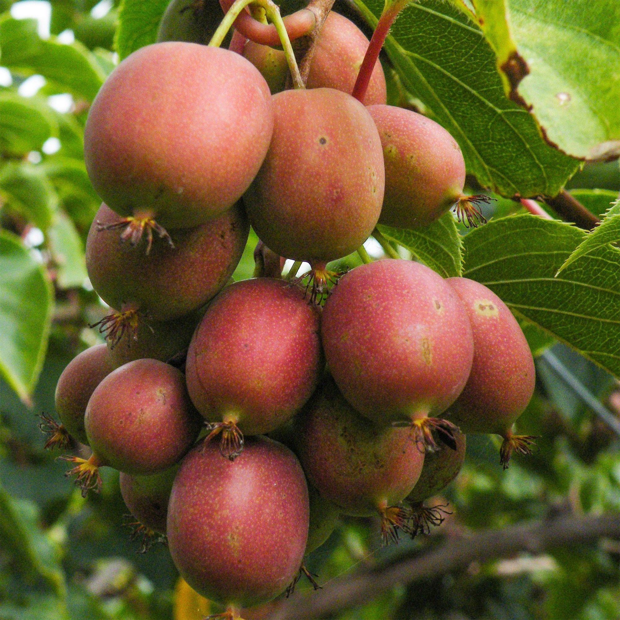Actinidia deliciosa Ken,s Red - Kiwiplant - Vrouwelijk - Rode Vrucht - 2 Planten - Pot 15cm - Hoogte 50cm
