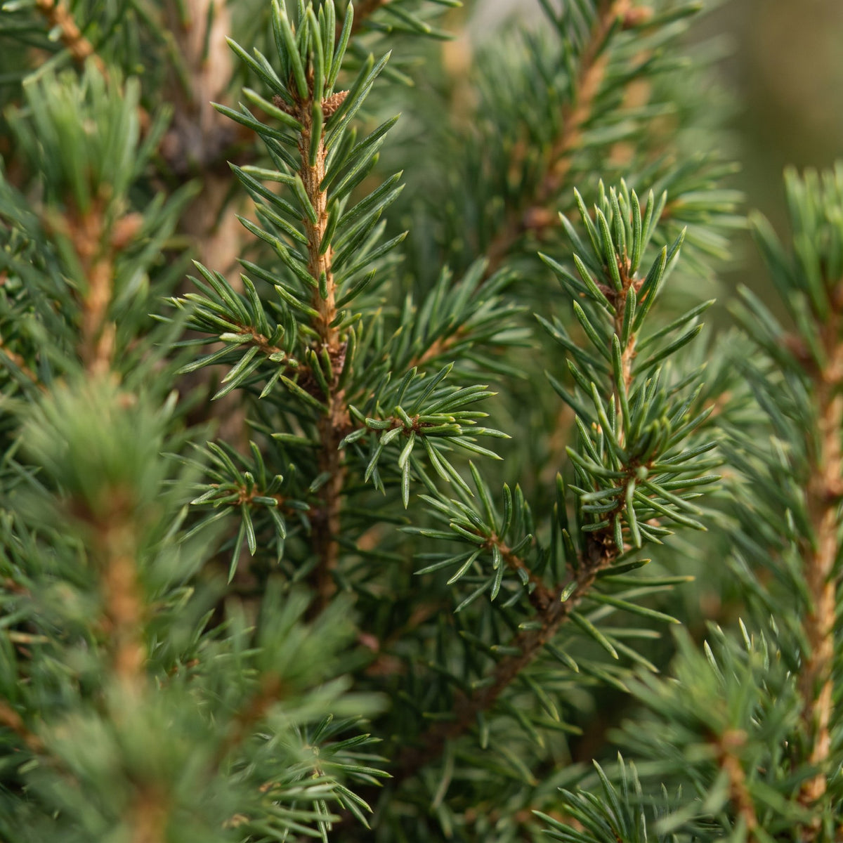 Picea glauca Conica - Kegelspar - Groen - Kerstboom - Ø13cm - ↕45cm