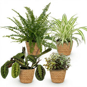 Plantenbox - Chlorophytum - Maranta - Calissia - Nephrolepsis - Mix van 4 - Huisdiervriendelijke Planten - Groen - 4 Planten - met Mand - Pot 12cm - Hoogte 25cm