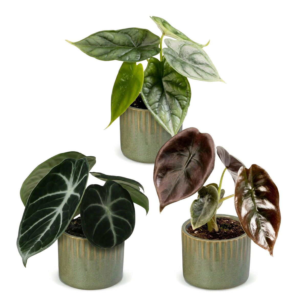 Baby Alocasia Tricolour 3x - Rood - Groen - Zwart - Tropisch - incl. Linnea Olive - Ø6cm - ↕12cm