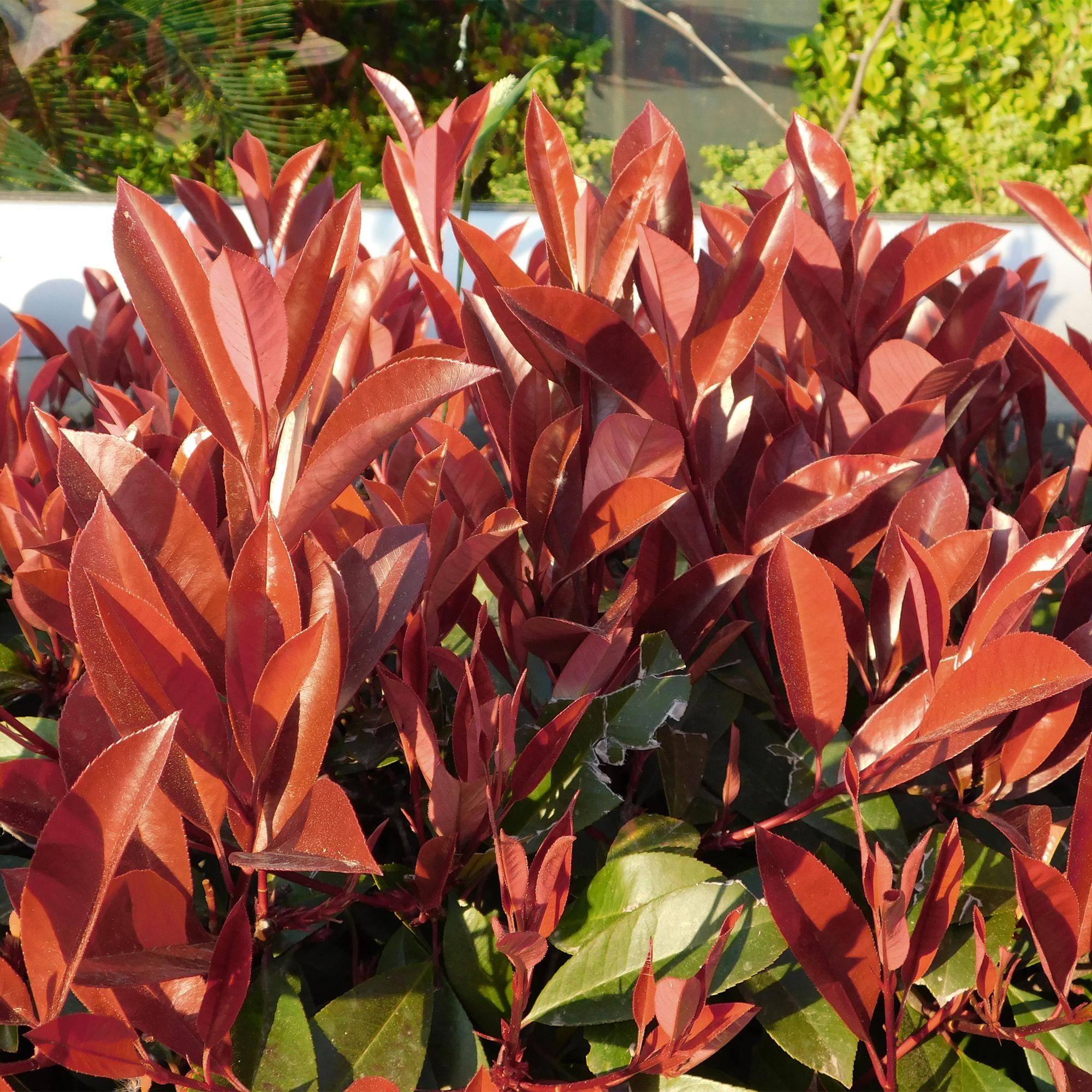 Photinia fraseri Little Red Robin - Terras Plant - Bladhoudend - Winterhard - Groen-Rood Blad - Pot 19cm Hoogte 90cm