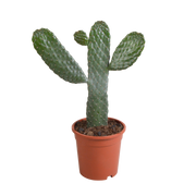 Opuntia consulea - 17cm - without pot