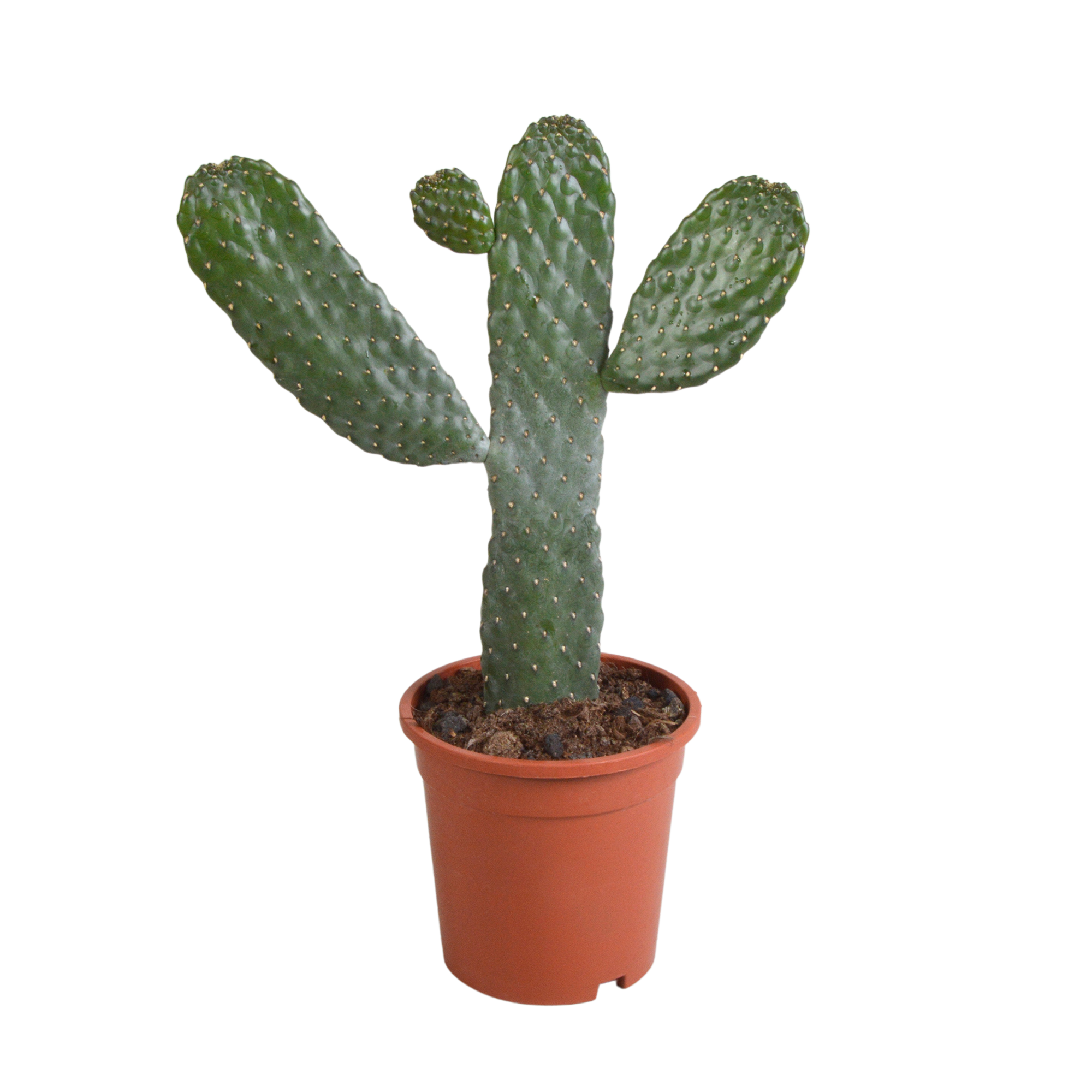 Opuntia consulea - 17cm - without pot