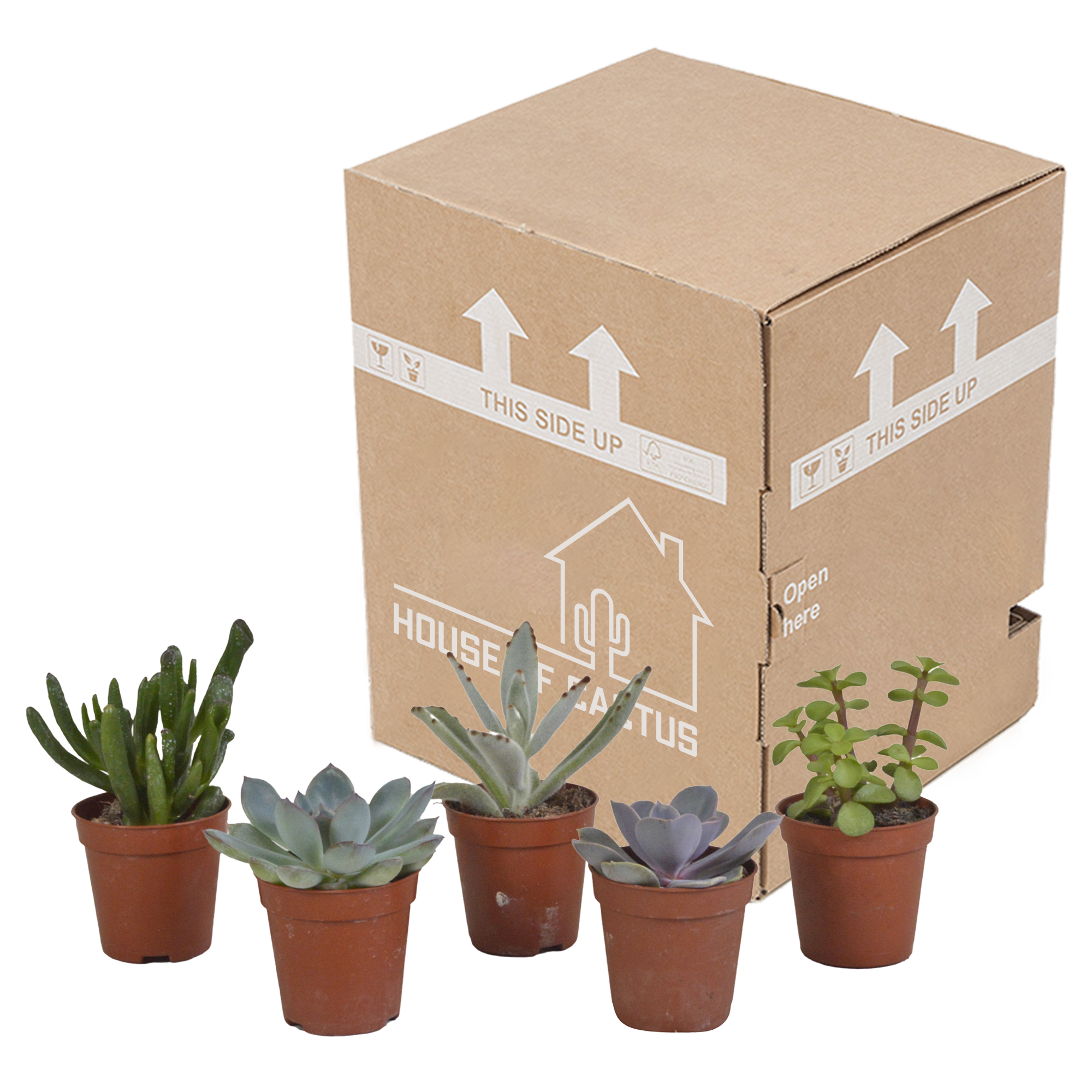 Succulent mix 5.5 cm - 5x - without pot