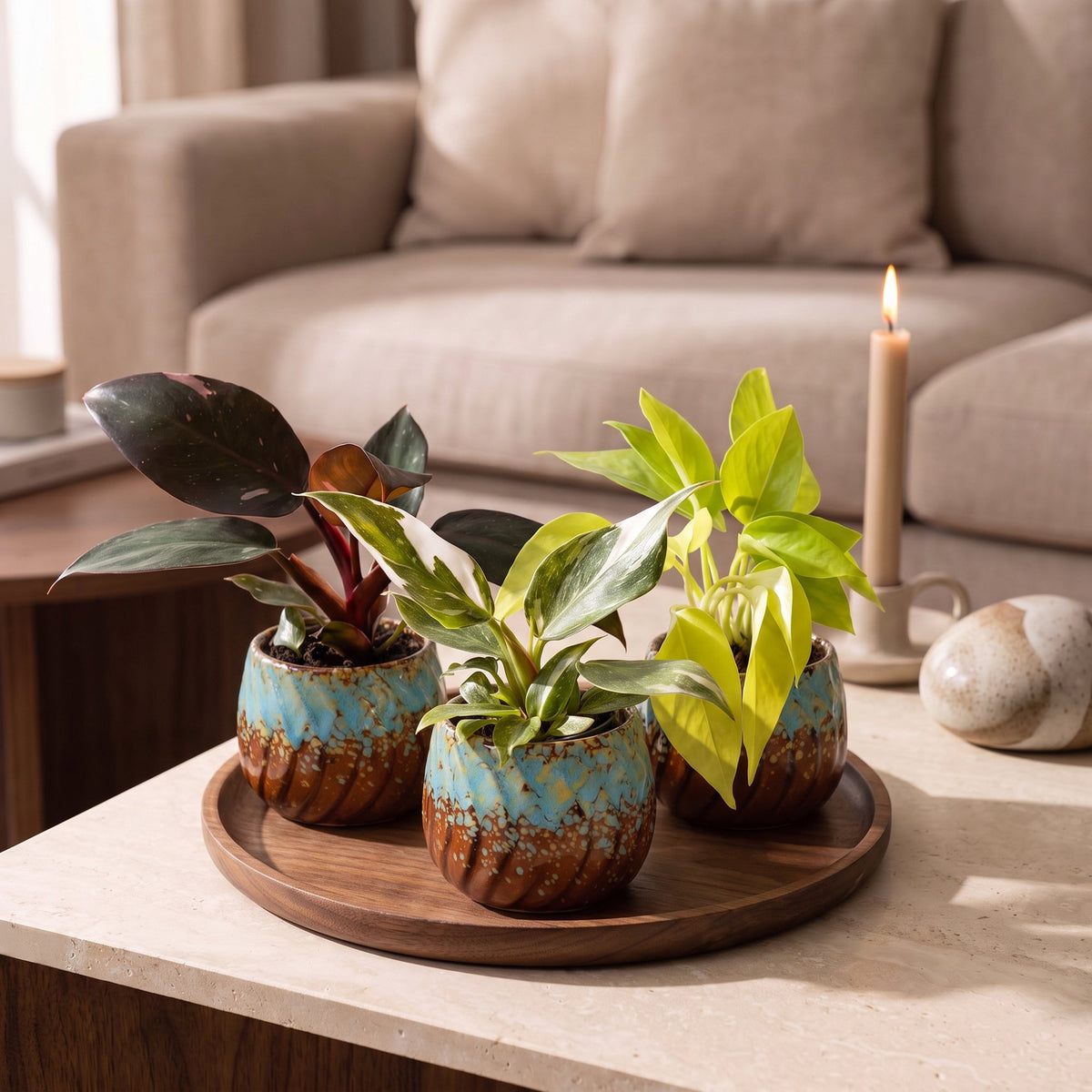 Baby Philodendron Tricolour 3x - Wit - Roze - Geel - Groen - Tropisch - incl. Copper Reef - Ø6cm - ↕10-15cm