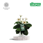 Garvinea Gerbera Wit - Ø19cm - ↕50cm