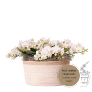 Kolibri Orchids | Witte Jungle Bouquet Botanic Nazare in Cotton Basket