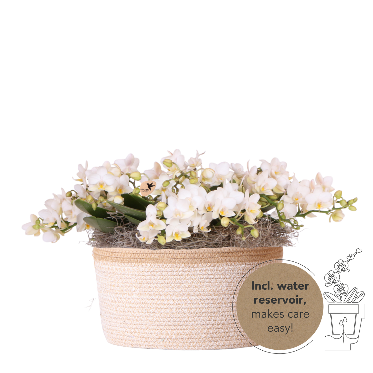 Kolibri Orchids | Witte Jungle Bouquet Botanic Nazare in Cotton Basket
