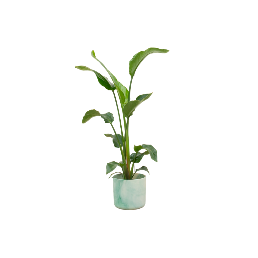 Kombi-Angebot – Strelitzia Nicolai inklusive elho Ocean Round Pazifikgrün Ø22 – 100 cm