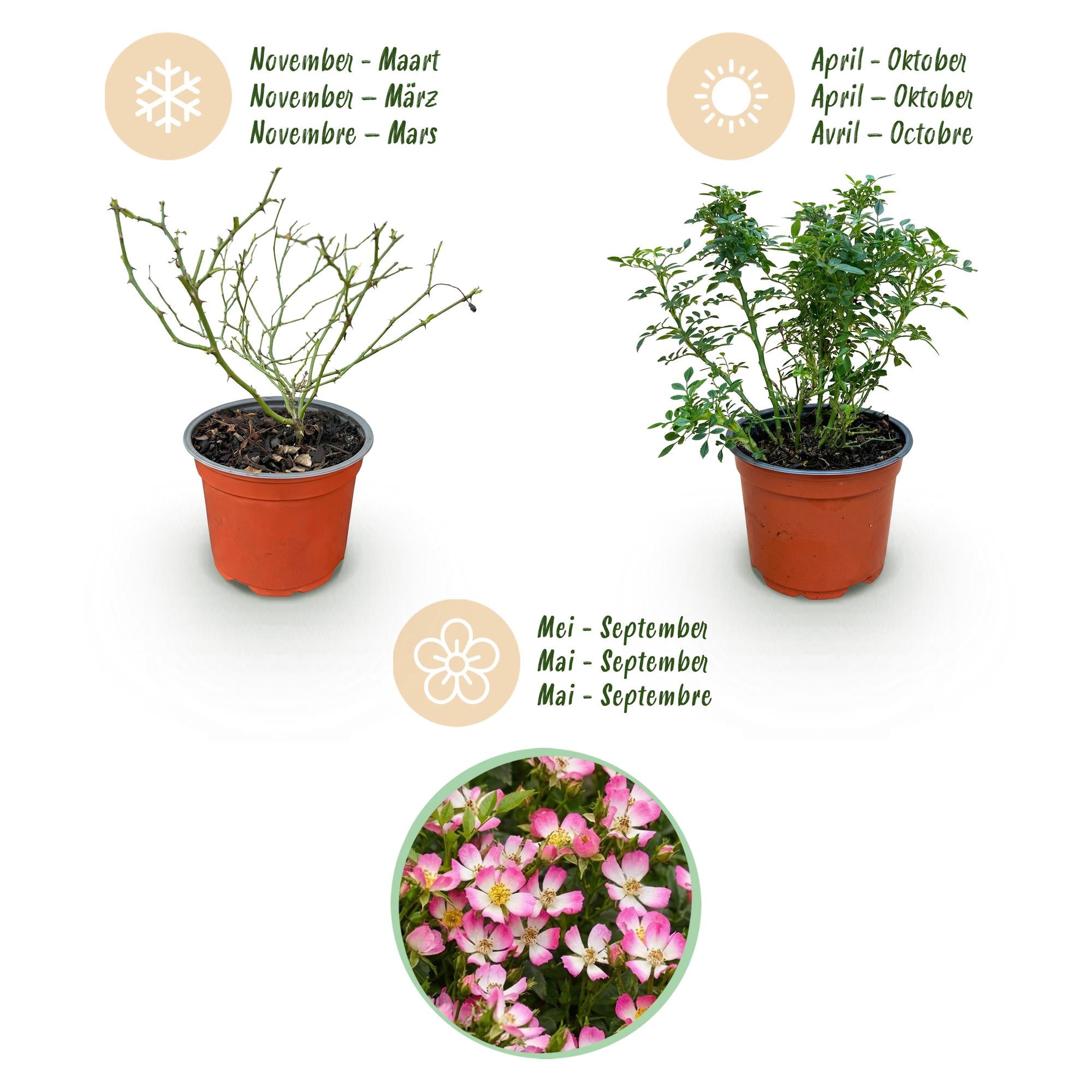 Rosa Cutie Pie - Roos - Winterhard - Roze - 3 Planten - Pot 12cm - Hoogte Hoogte 20-25cm