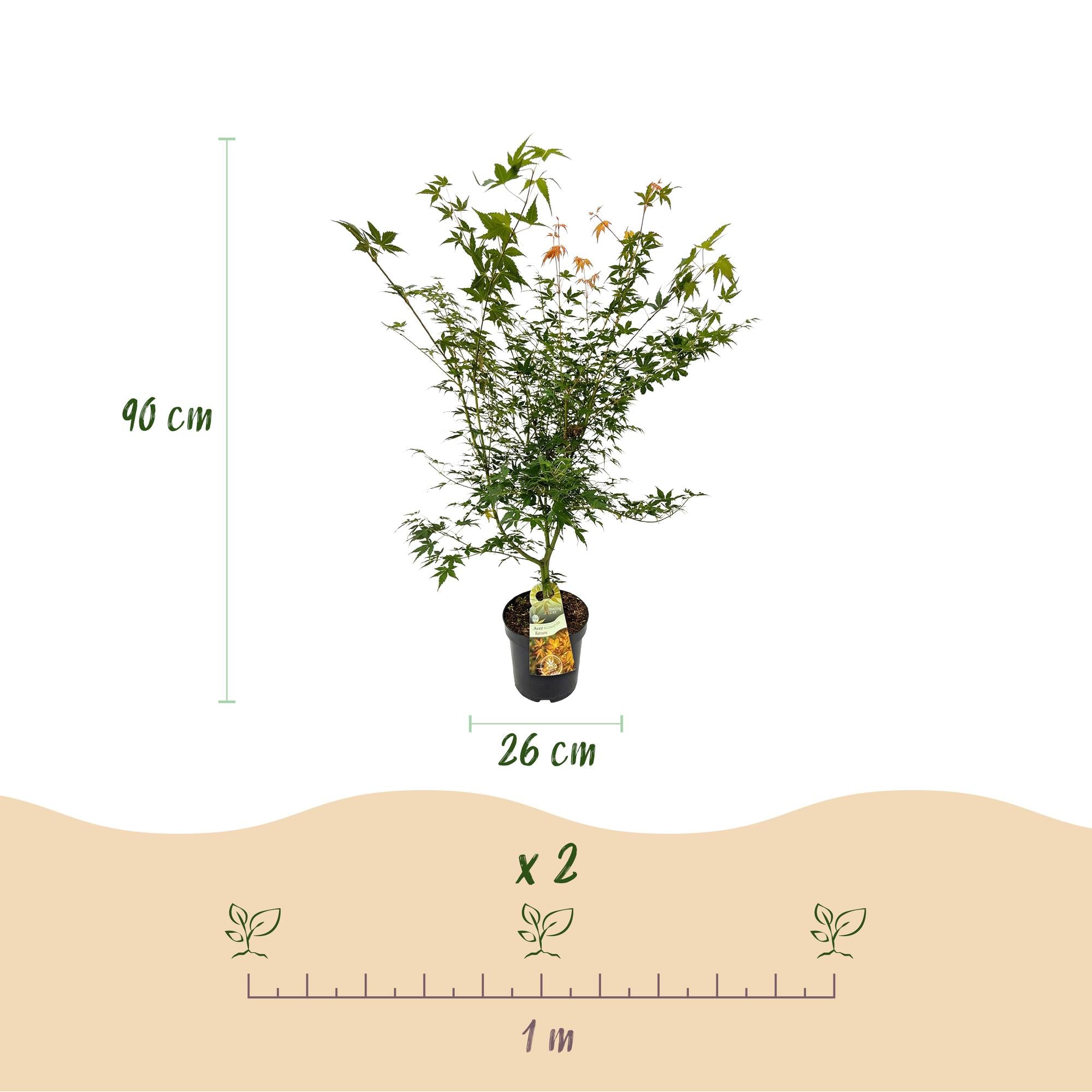 Acer palmatum Katsura - Japanse Esdoorn - Bladverliezend - Groen - 1 - Pot 26cm - Hoogte 90cm