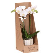 Kolibri Orchids | Witte Amabilis orchidee cadeauset - incl. giftbox, orchidee & sierpot - Ø9cm
