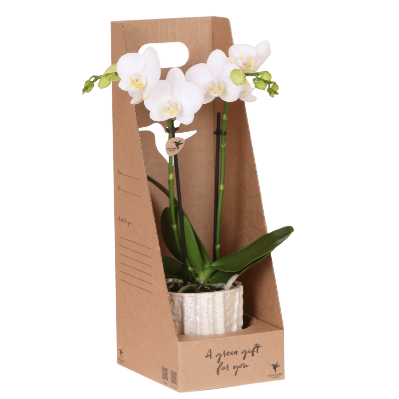 Kolibri Orchids | Witte Amabilis orchidee cadeauset - incl. giftbox, orchidee & sierpot - Ø9cm