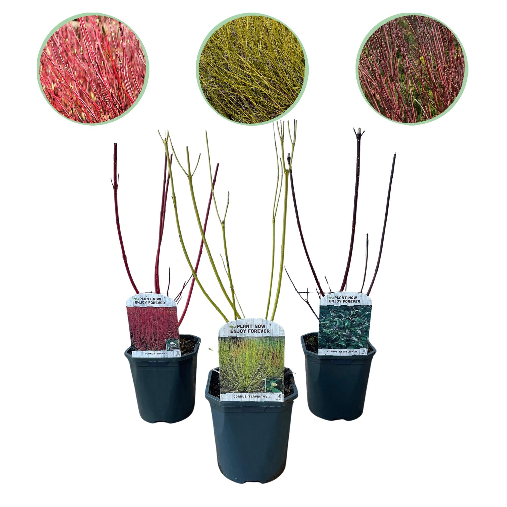 Cornus alba Tricolour - Mix van Rode, Groene En Paarse Takken - 3 Planten - Bladverliezend - Weinig Onderhoud - Pot 17cm Hoogte 45cm