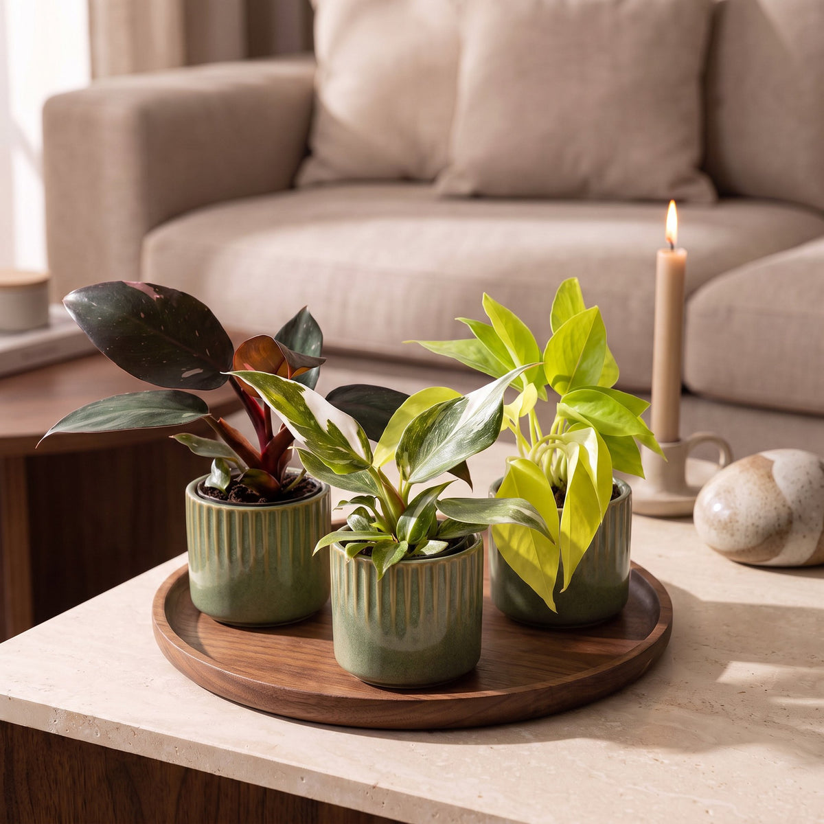 Baby Philodendron Tricolour 3x - Wit - Roze - Geel - Groen - Tropisch - incl. Linnea Olive - Ø6cm - ↕10-15cm