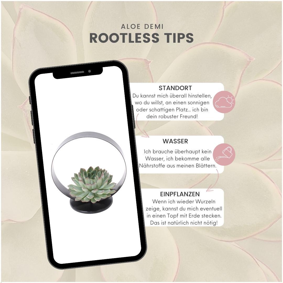ROOTLESS Succulent Echeveria Pulidonis on Deco table stand Ø20 cm - ↕20 cm