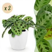 Maranta Fascinator Kerchoveana - Roślina zebra - Roślina przyjazna zwierzętom - Zielona - 2 rośliny - z białą ceramiką - Doniczka 12 cm - Wysokość 25 cm