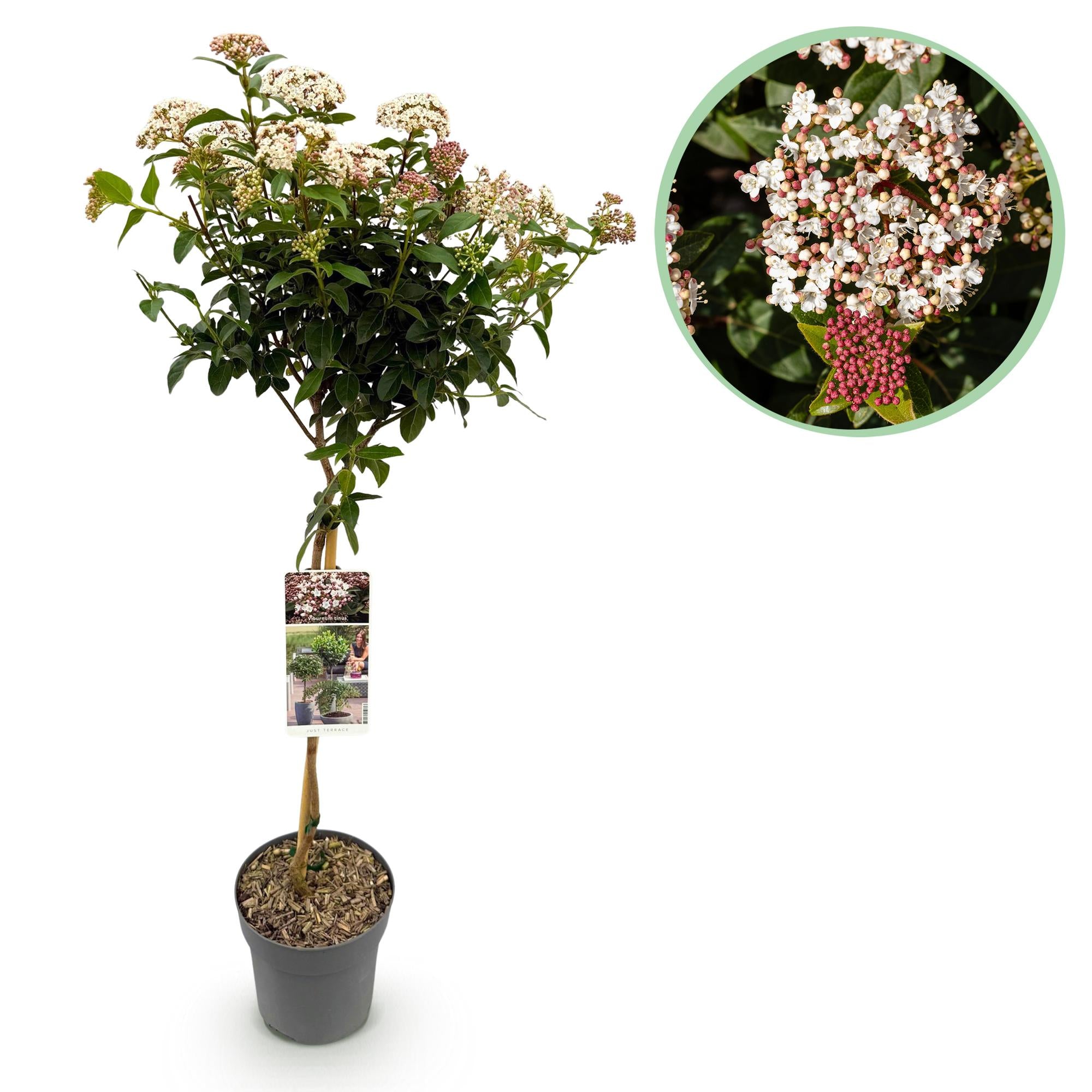Viburnum tinus - Terras Plant - Bladhoudend - Winterhard - Wit-Roze Bloem - Pot 19cm Hoogte 90cm