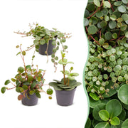 Baby Peperomia Mix 3x - Groen - Rood - Tropisch - Ø6cm - ↕5-15cm